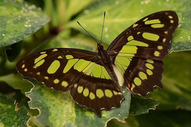 mariposa verde significado